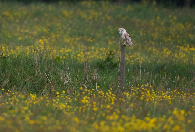 Barn Owl
