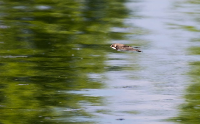 Sand Martin