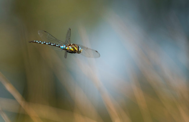 Southern hawker dragonfly