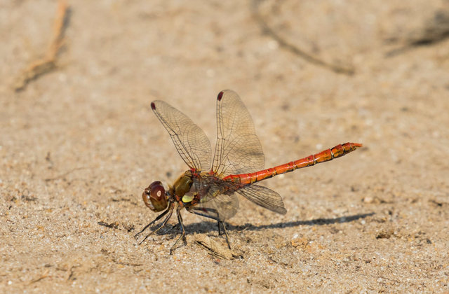 Common darter dragonfly