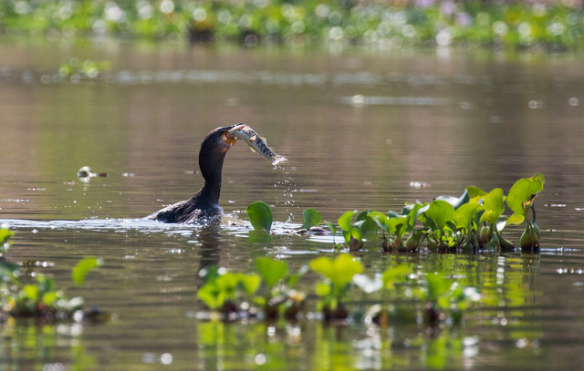 Neotropic Cormorant