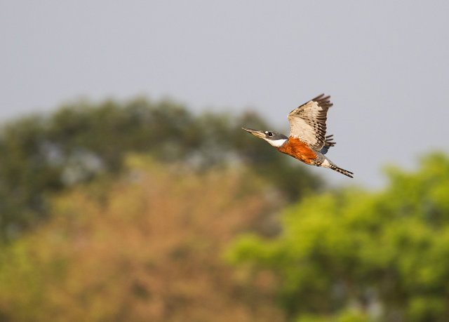 Ringed Kingfisher