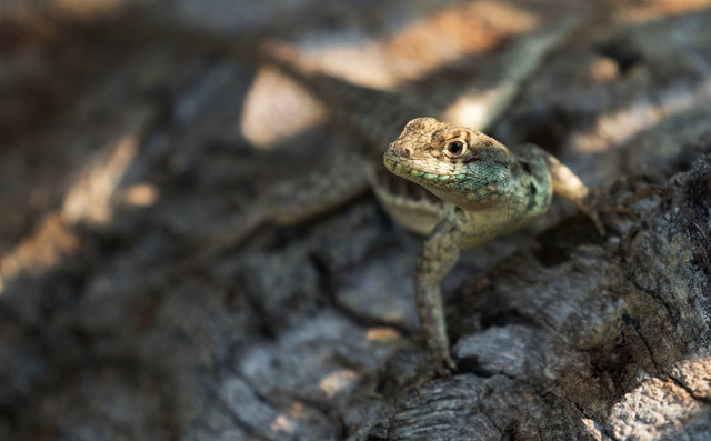 Lizard