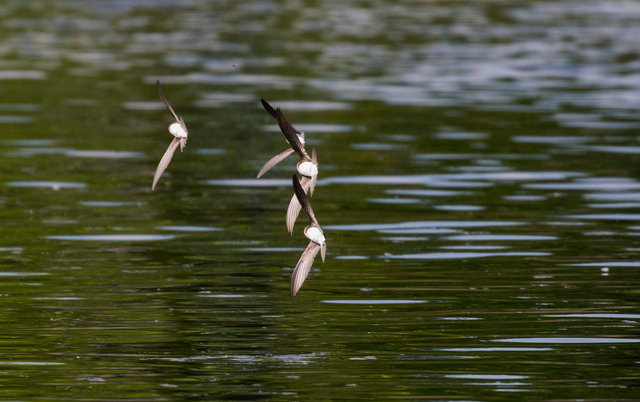 Sand Martins
