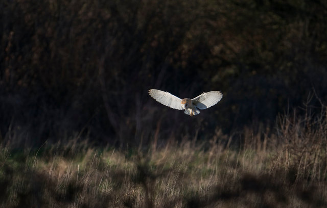 Barn Owl