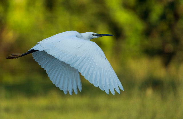 Little egret