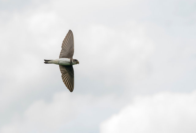 Sand Martin