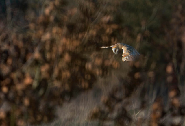 Barn Owl