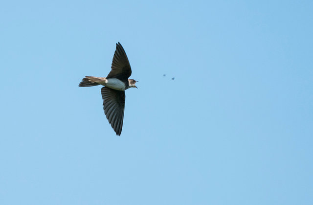 Sand Martin