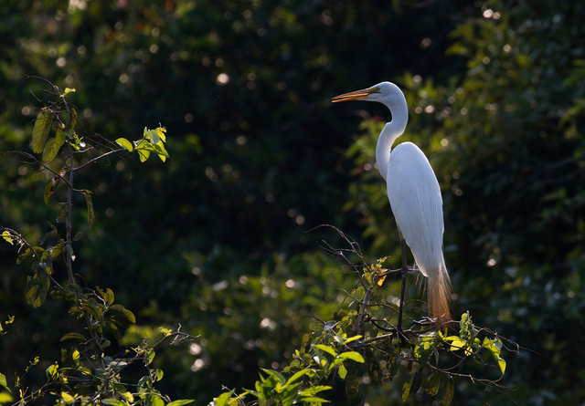 Great Egret