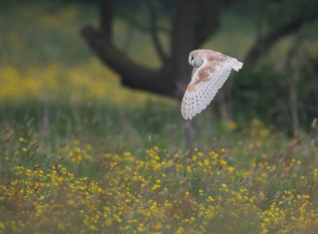 Barn Owl