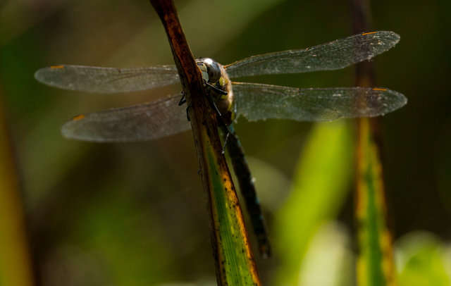 Southern hawker dragonfly