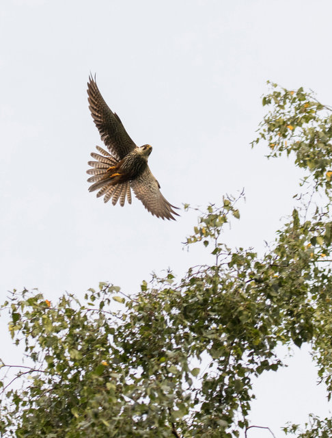 Hobby