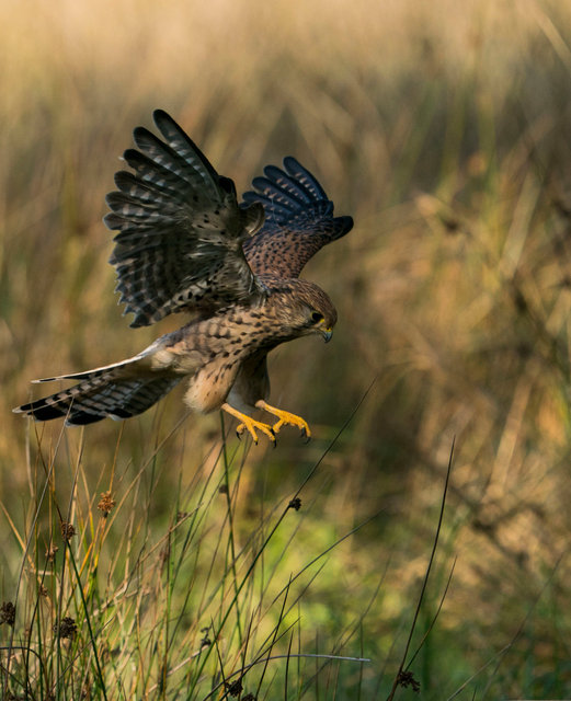 Kestrel