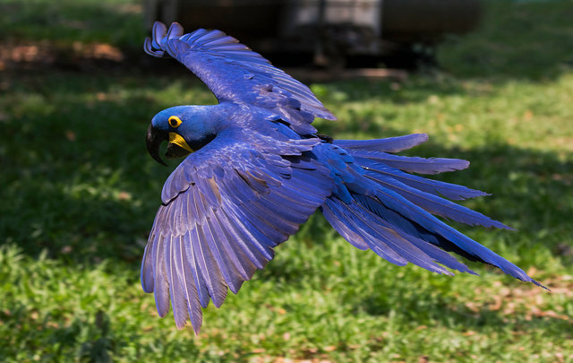Hyacinth Macaw