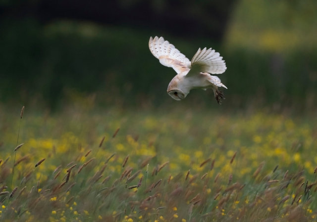 Barn Owl