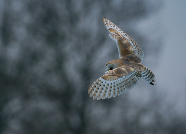 Barn Owl
