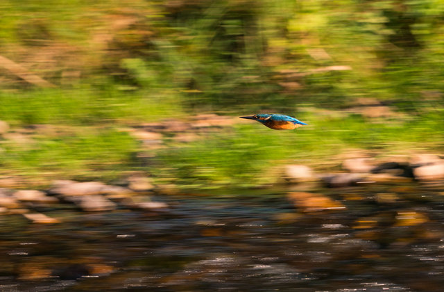 Kingfisher