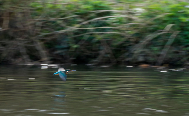 Kingfisher