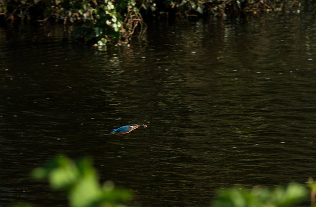 Kingfisher with fish