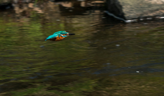 Kingfisher