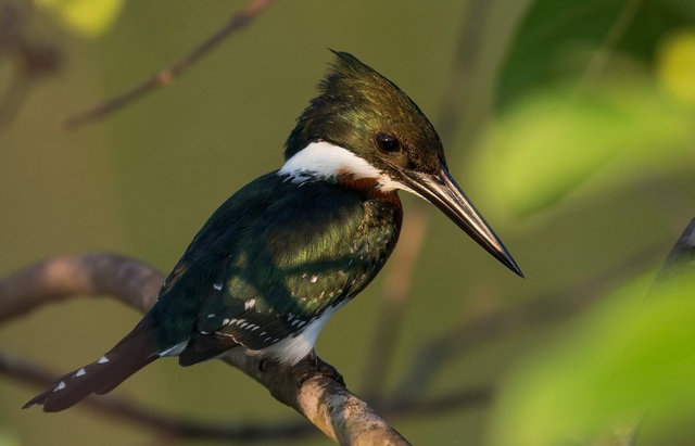 Amazon Kingfisher