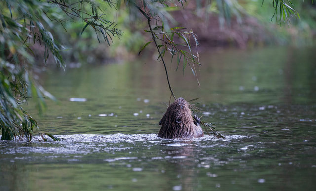 Beaver