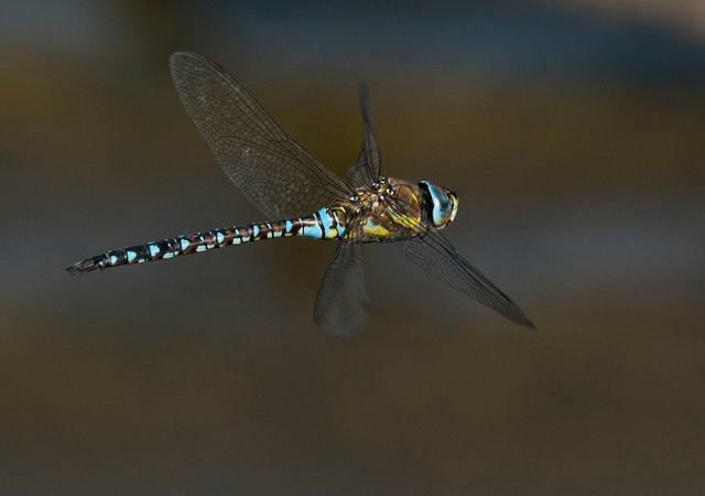 Southern hawker dragonfly
