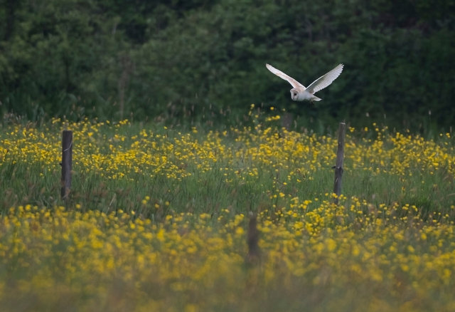 Barn Owl