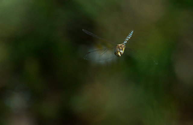 Southern hawker dragonfly