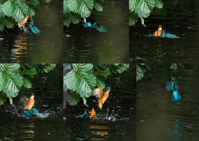 Kingfisher fight sequence