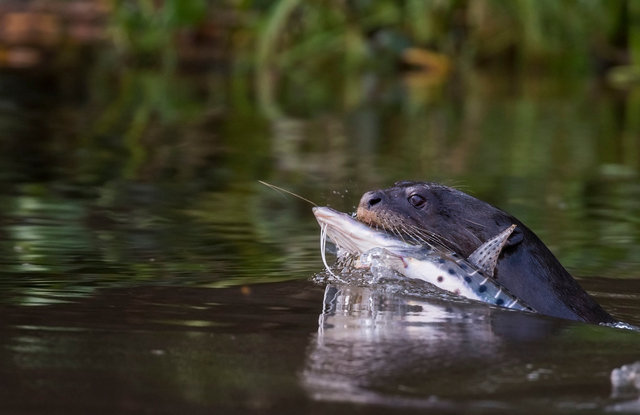 Giant River Otter