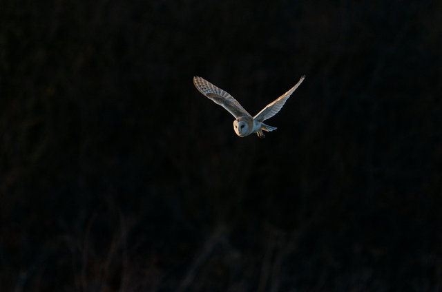 Barn Owl