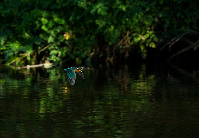 Kingfisher with fish