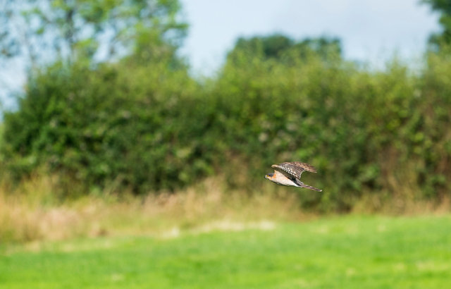 Sparrowhawk