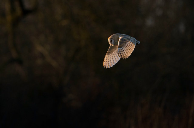 Barn Owl