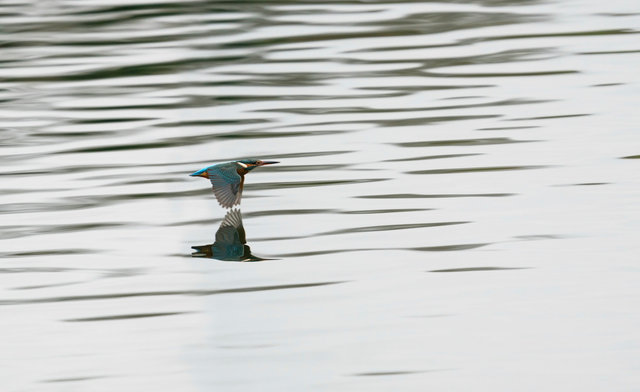 Kingfisher