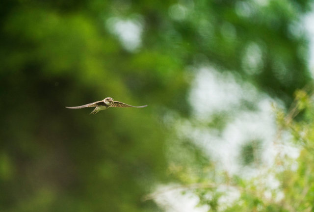 Sand Martin
