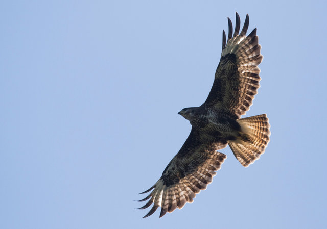 Buzzard