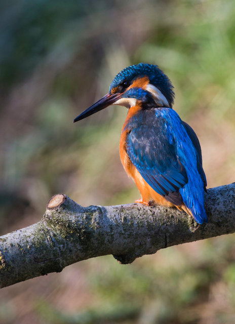 Kingfisher