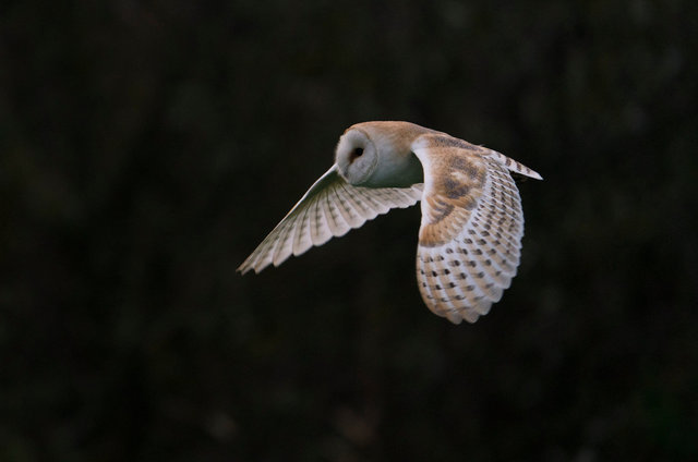 Barn Owl