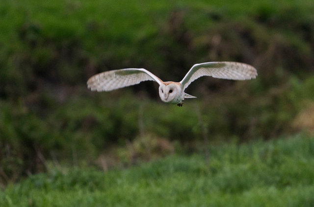 Barn Owl