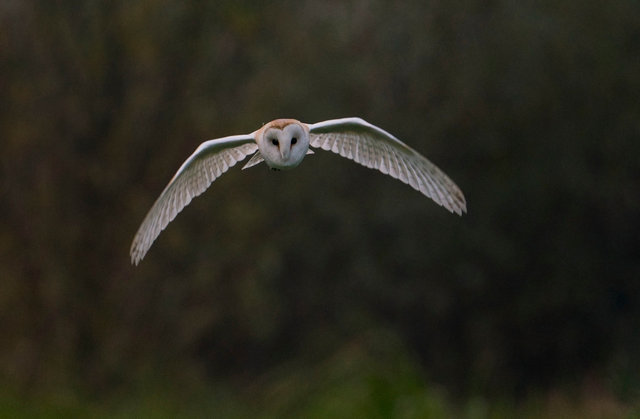 Barn Owl