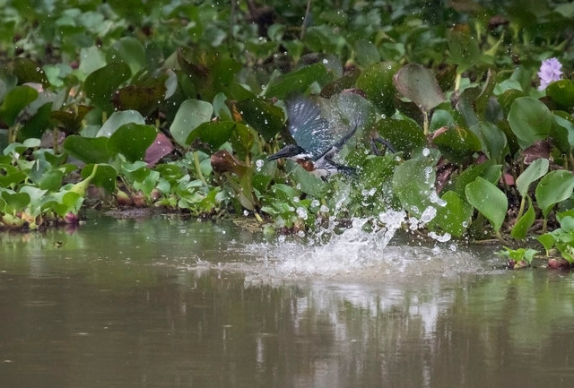 Amazon Kingfisher