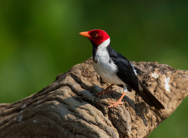 Yellow-billed Cardinal