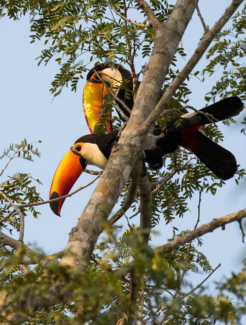 Toco Toucans mating