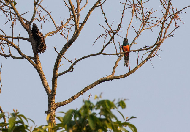 Blue-crowned Trogon