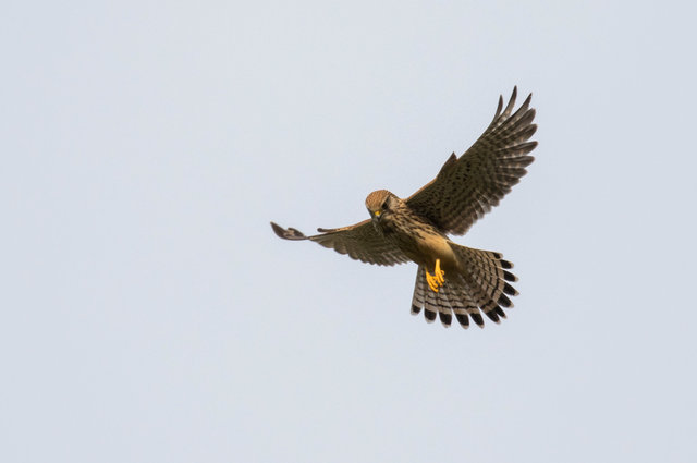 Kestrel