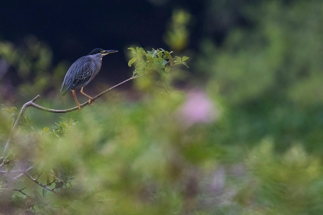Striated Heron