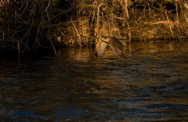 Sparrowhawk